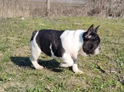 Bouledogue français - Imobile