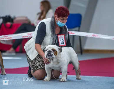 Englische Bulldogge - Rengőhegyi-orman Kennel