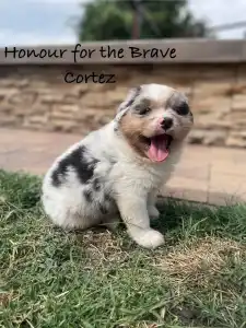 Ausztrál juhászkutya - Honour For The Brave Cortez