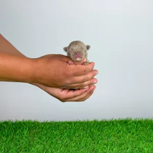 Chihuahua - Hurry