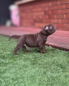 l'American Bully - Standard - Wineberry