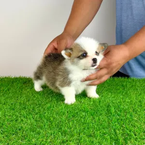 Welsh Corgi Pembroke - Chita