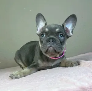 Bouledogue français - Dalma 