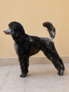 Caniche Grand - Piros