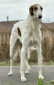 Orosz agár - Carskiy Favorit Veles