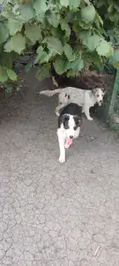 Australian Shepherd - Peston