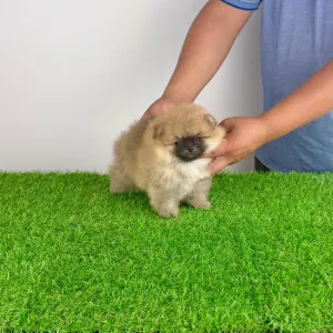 Pomeranian - Horace