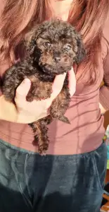 Poodle Toy - Teddy