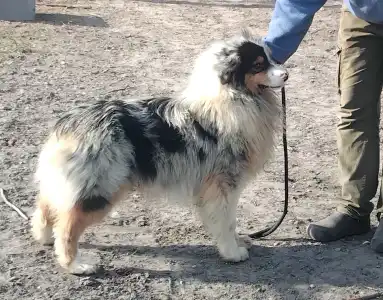 Australian Shepherd - Dailos Action Man