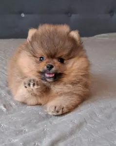 Pomeranian - Hugo