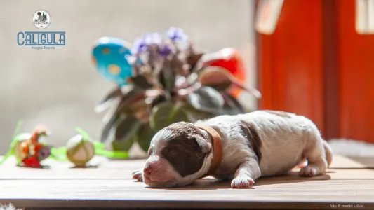 Lagotto Romanjolo - Caligula Negro Tesoro