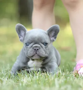 Bouledogue français - Bodza