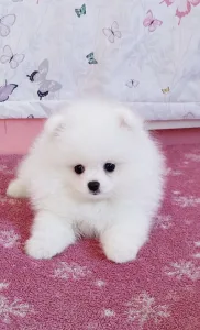Pomeranian - Diamond