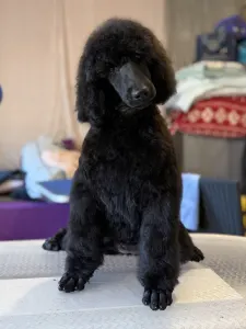 Grosspudel - One Kiss Black Female