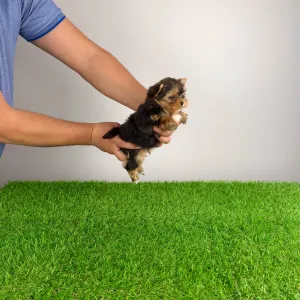 Yorkshire Terrier - Nandi