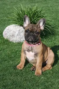 Bulldog francez - Ella