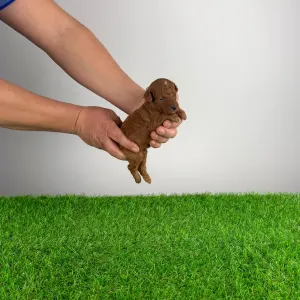 Trpasličí pudl - Lico