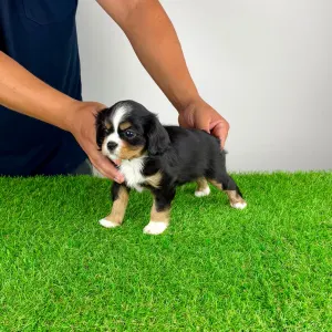 Cavalier King Charles Spaniel - Veritas