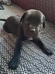 Cane Corso - Blaze