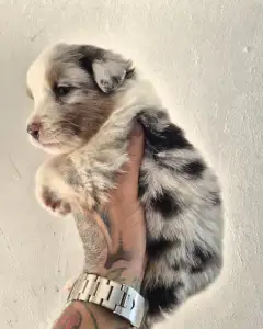 Australian Shepherd - Dani