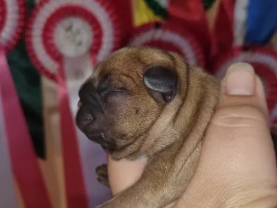 Buldog francuski - Esko