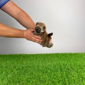 German Pomeranian Spitz - Quixi