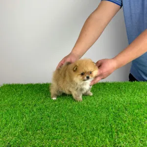 German Pomeranian Spitz - Sunny