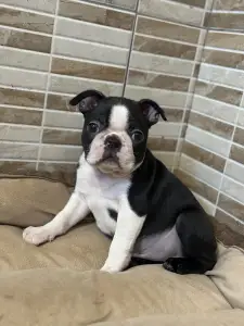 Boston Terrier - Yuma Nero Di Angelo