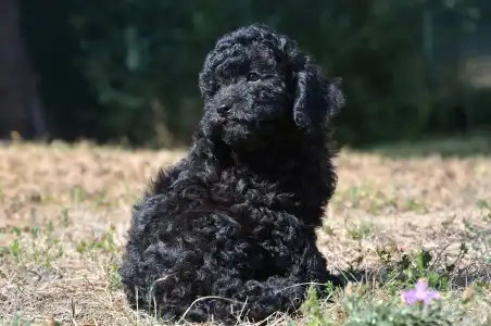 Cavapoo - Wasco