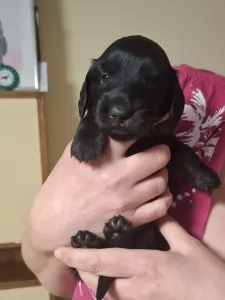 Tacskó - Ballantines