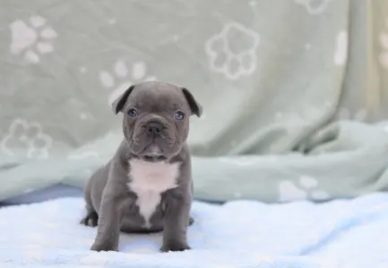 Francouzský buldoček - Montclair