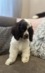 Amerikai cocker spániel - Churro Of Your Brilliand Diamond