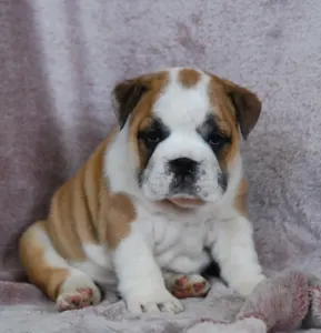 Angol bulldog - Rengőhegyi-ormán Delilah