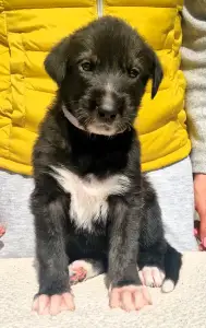 Irish Wolfhound - Bora Bora