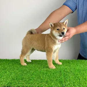 Shiba - Icon
