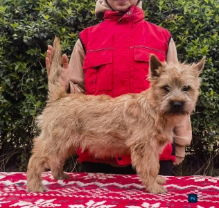 Cairn Terrier - Aston