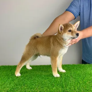 Shiba - Ilfov