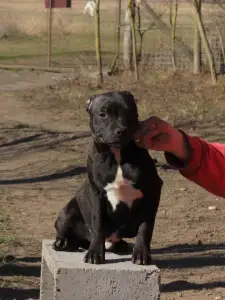 Staffordshire Bull Terrier - Dailos Slingblade