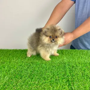 German Pomeranian Spitz - Frida
