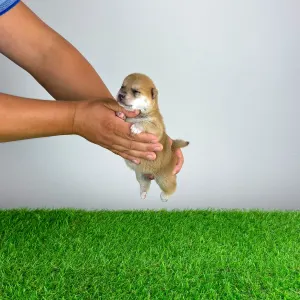 Shiba - Vana