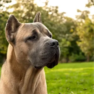 Cane Corso Italiano - Timoniere Quintiliano