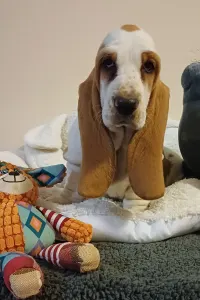 Basset Hound - Arlin