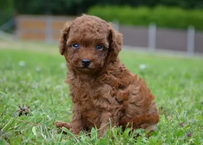 Caniche Toy - La-La