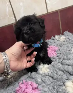 Bolończyk kolorowy - Arkadij