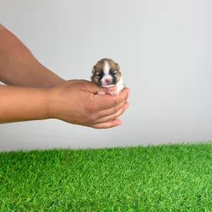 Pomeranian - Ropi