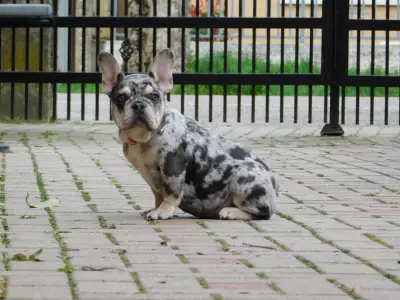 Francia bulldog - Ruby
