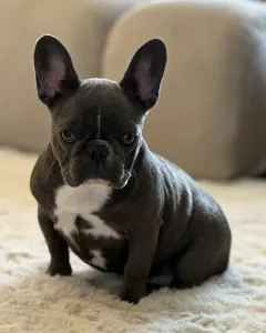 French Bulldog - Alinda
