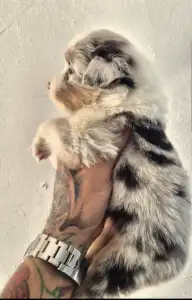 Australian Shepherd - Dani