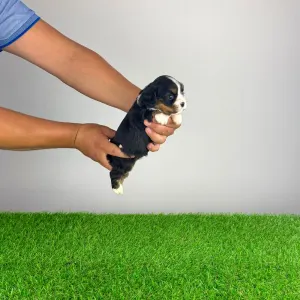 Cavalier King Charles Spaniel - Vibsy