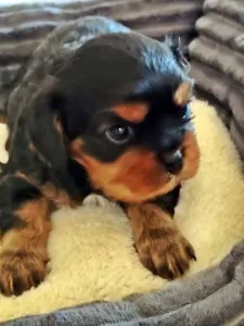 Cavalier King Charles spániel - Arthur